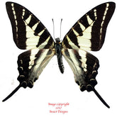 Graphium aristeus (Sulawesi)